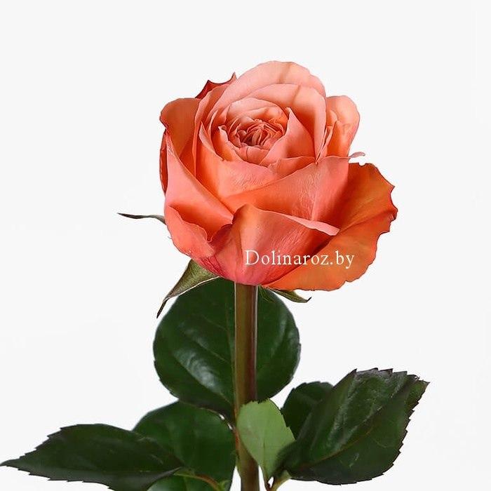 Роза пионовидная Кахала (Kahala) Эквадор