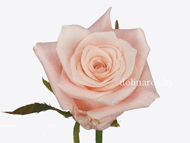 Rose Kimberly Belarus