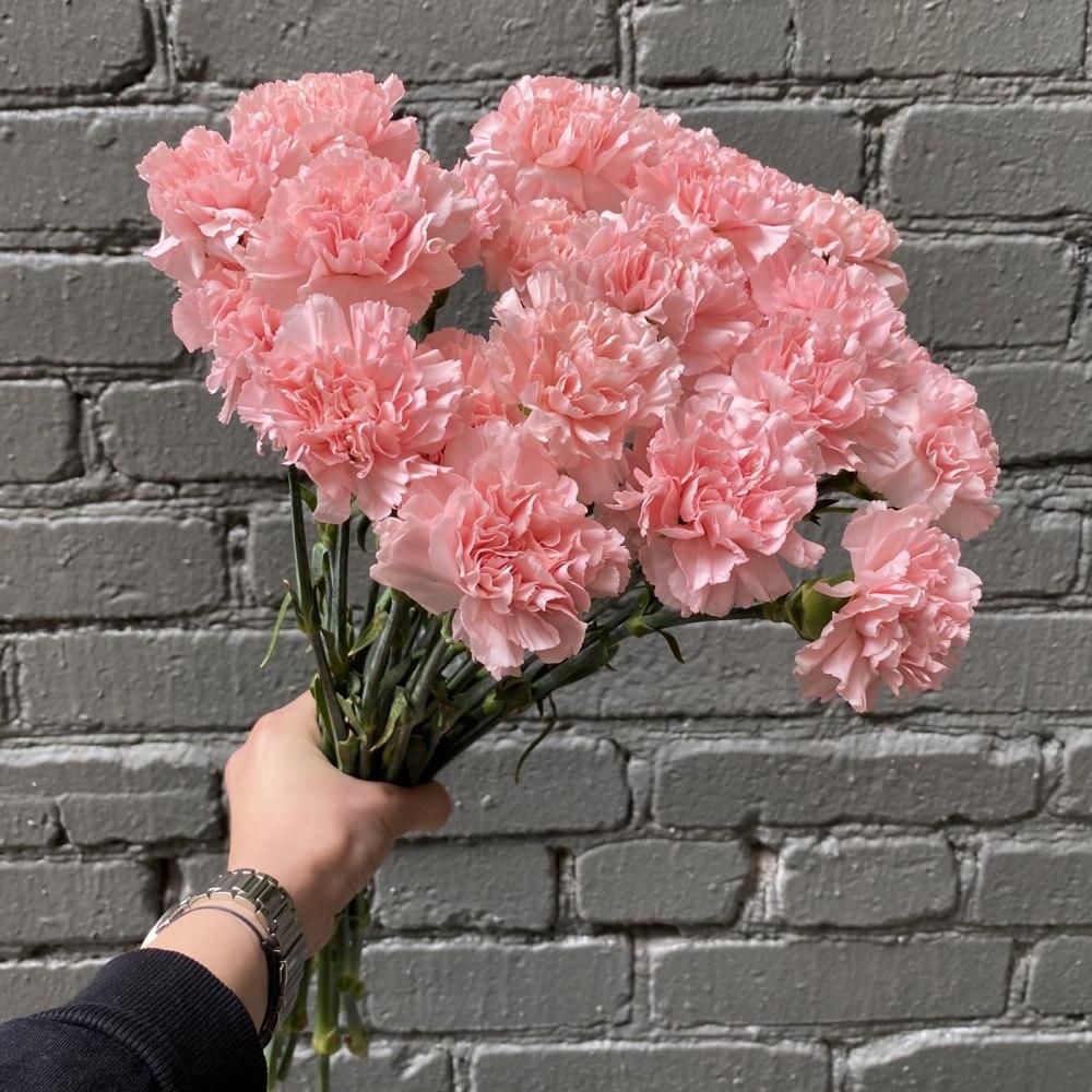 Pink carnation (dianthus)