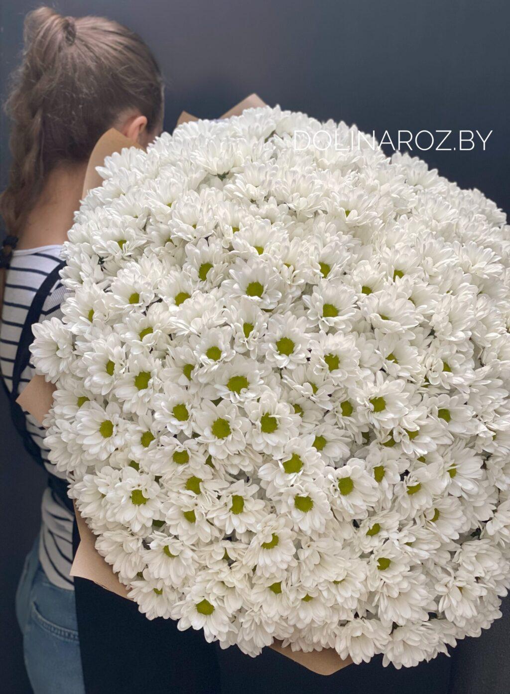 Кустовая ромашковая хризантема (белая)