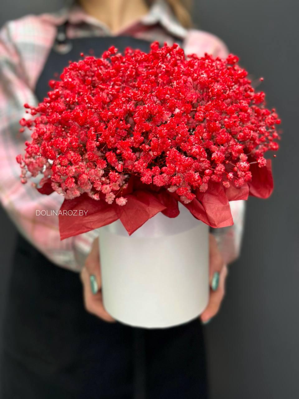 Box of gypsophila "Red"