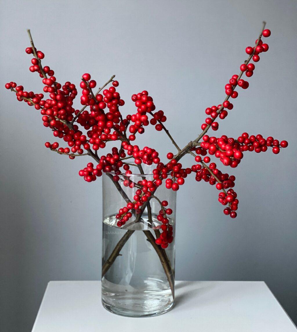 Ilex red