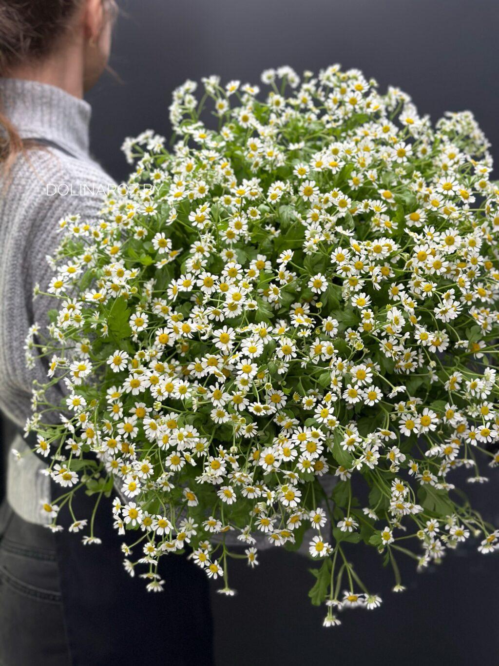 Tanacetum (Matricaria)