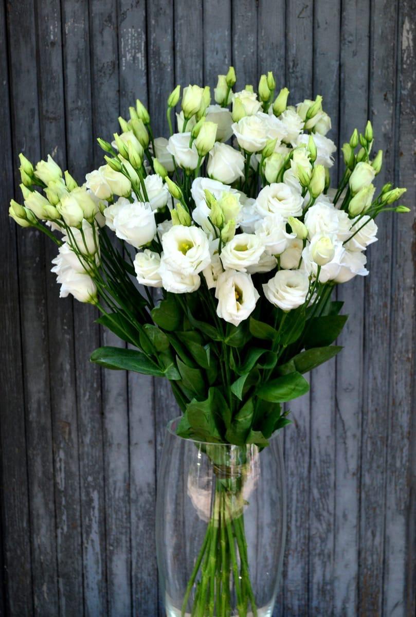 Eustoma (lisianthus)