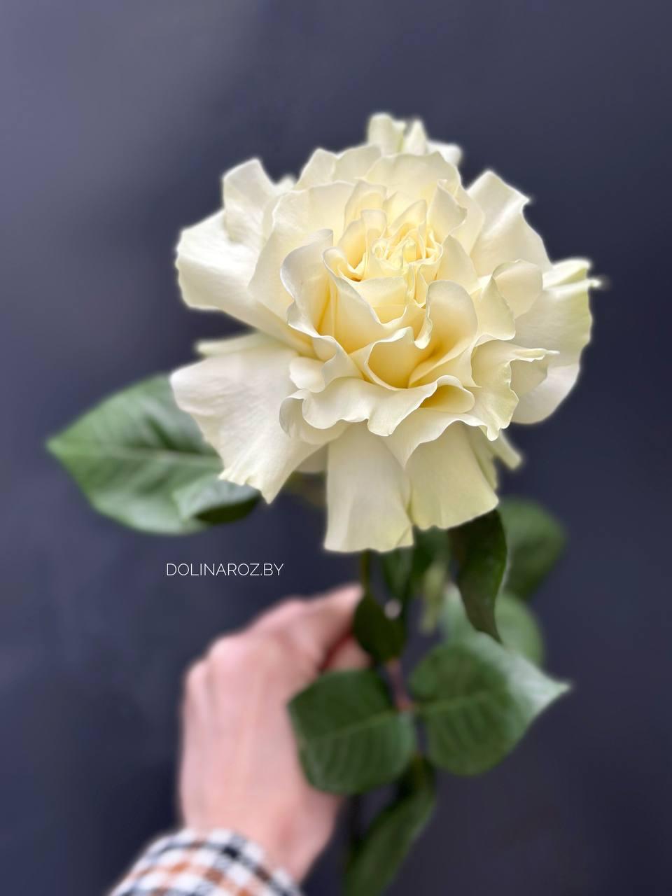 "Французская" роза (белая)