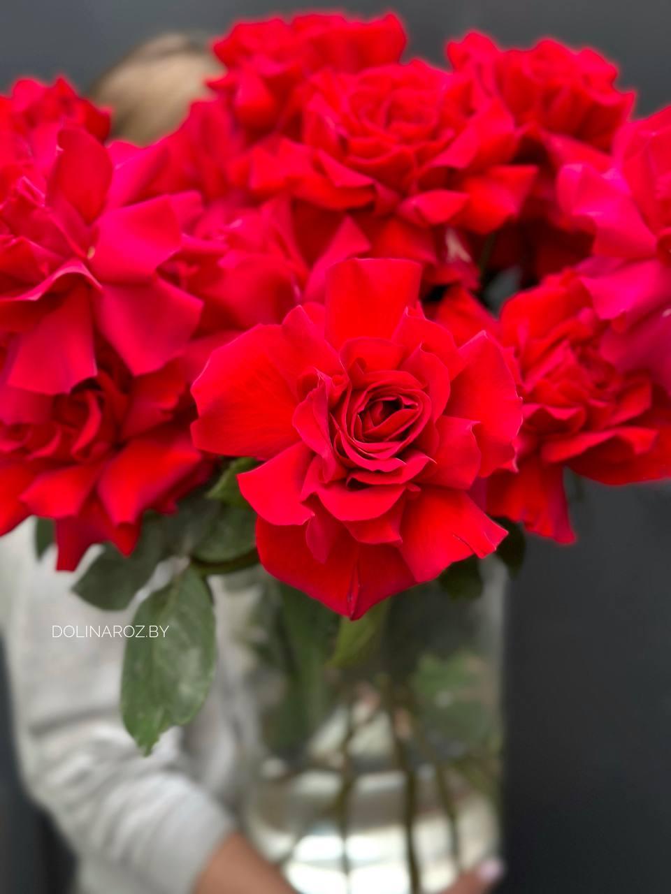 "Французская" роза (красная)
