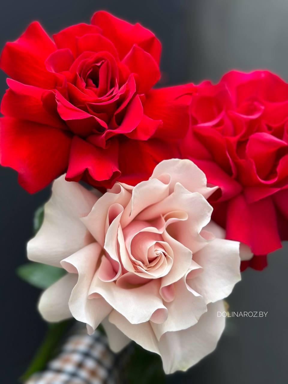 "Французская" роза (светло-розовая)