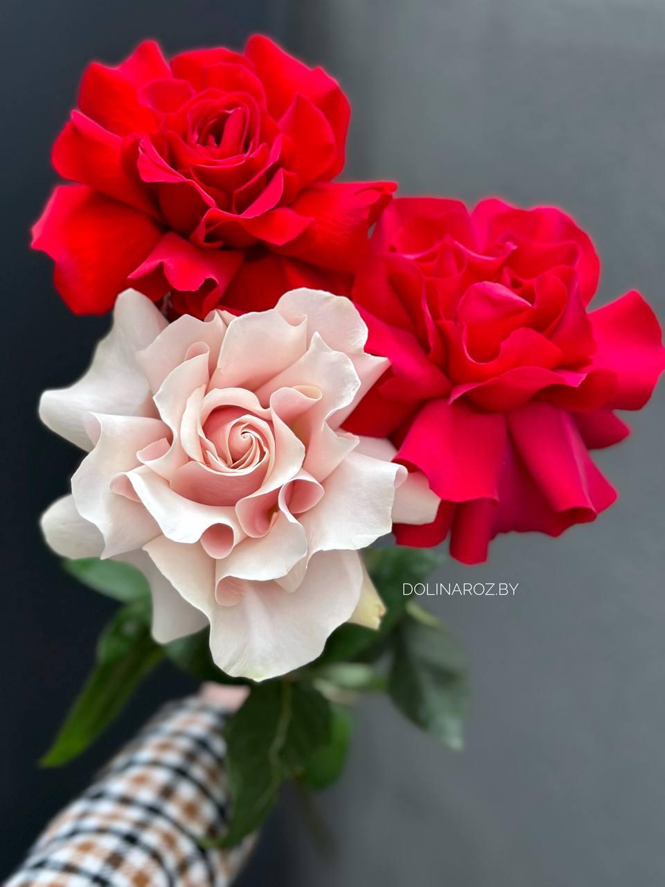 "Французская" роза (светло-розовая)