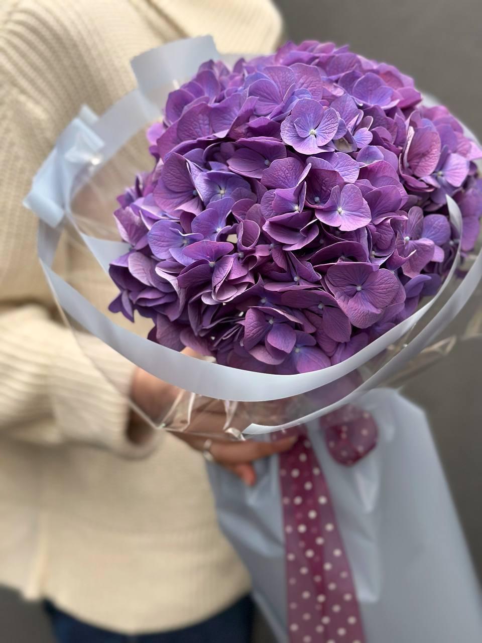 Hydrangea purple