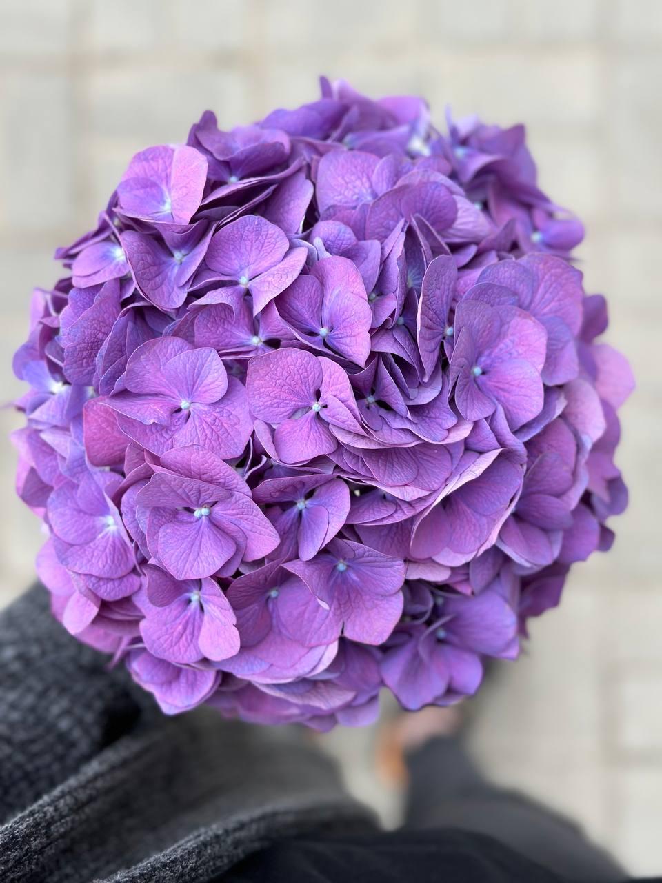 Hydrangea purple