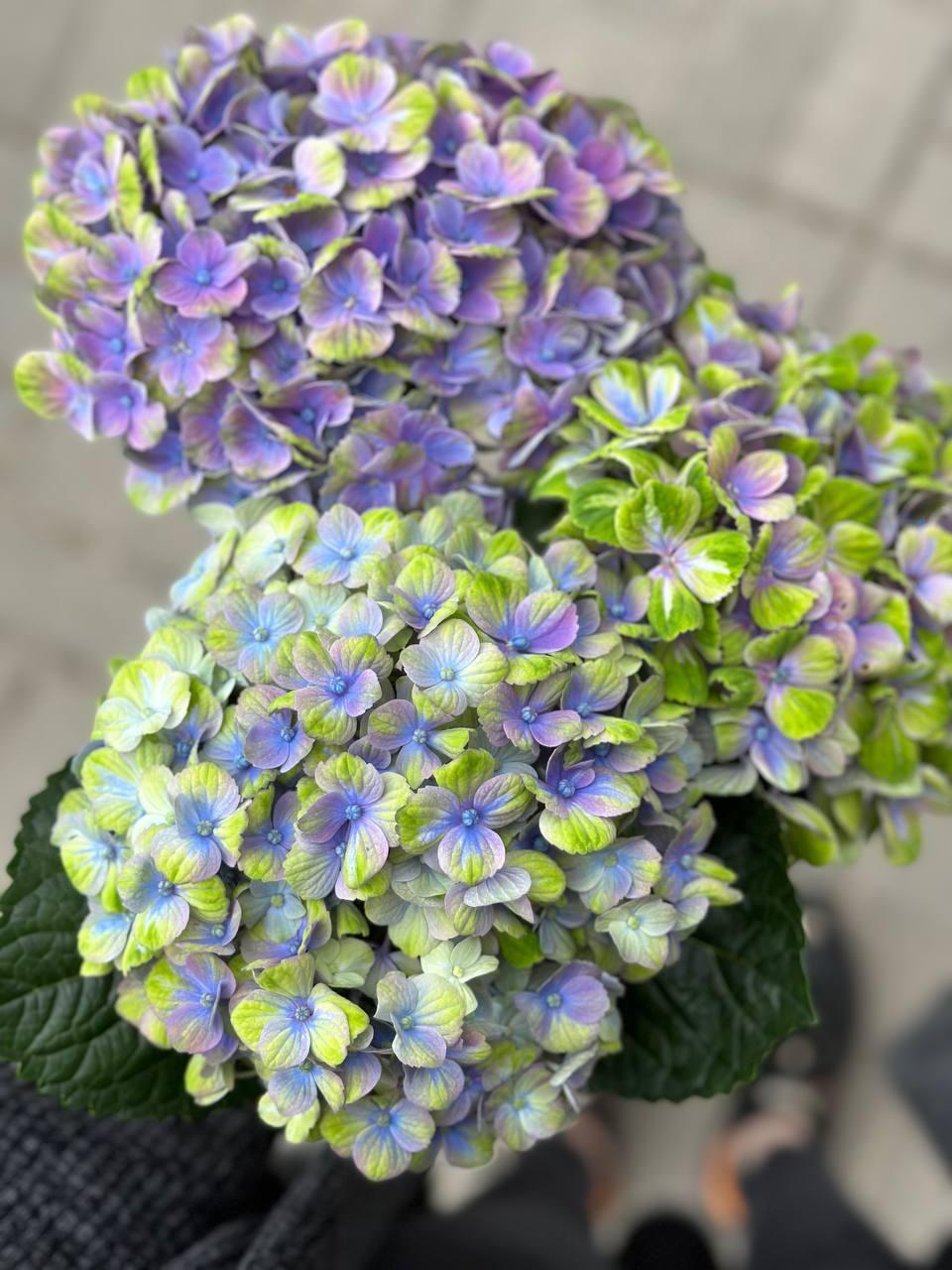 Hydrangea Mag Coral