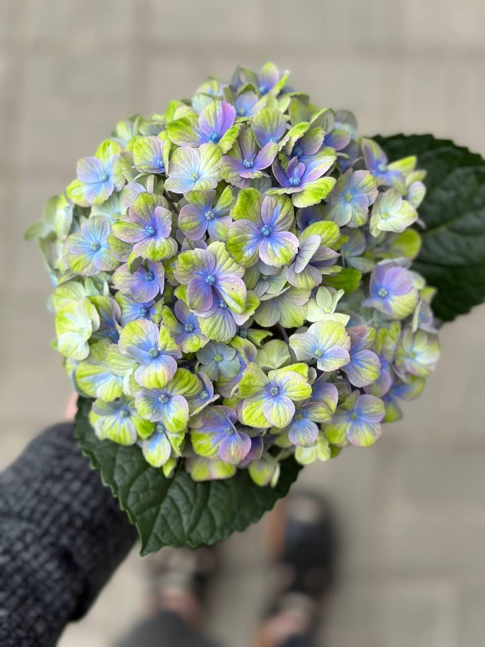 Hydrangea Mag Coral