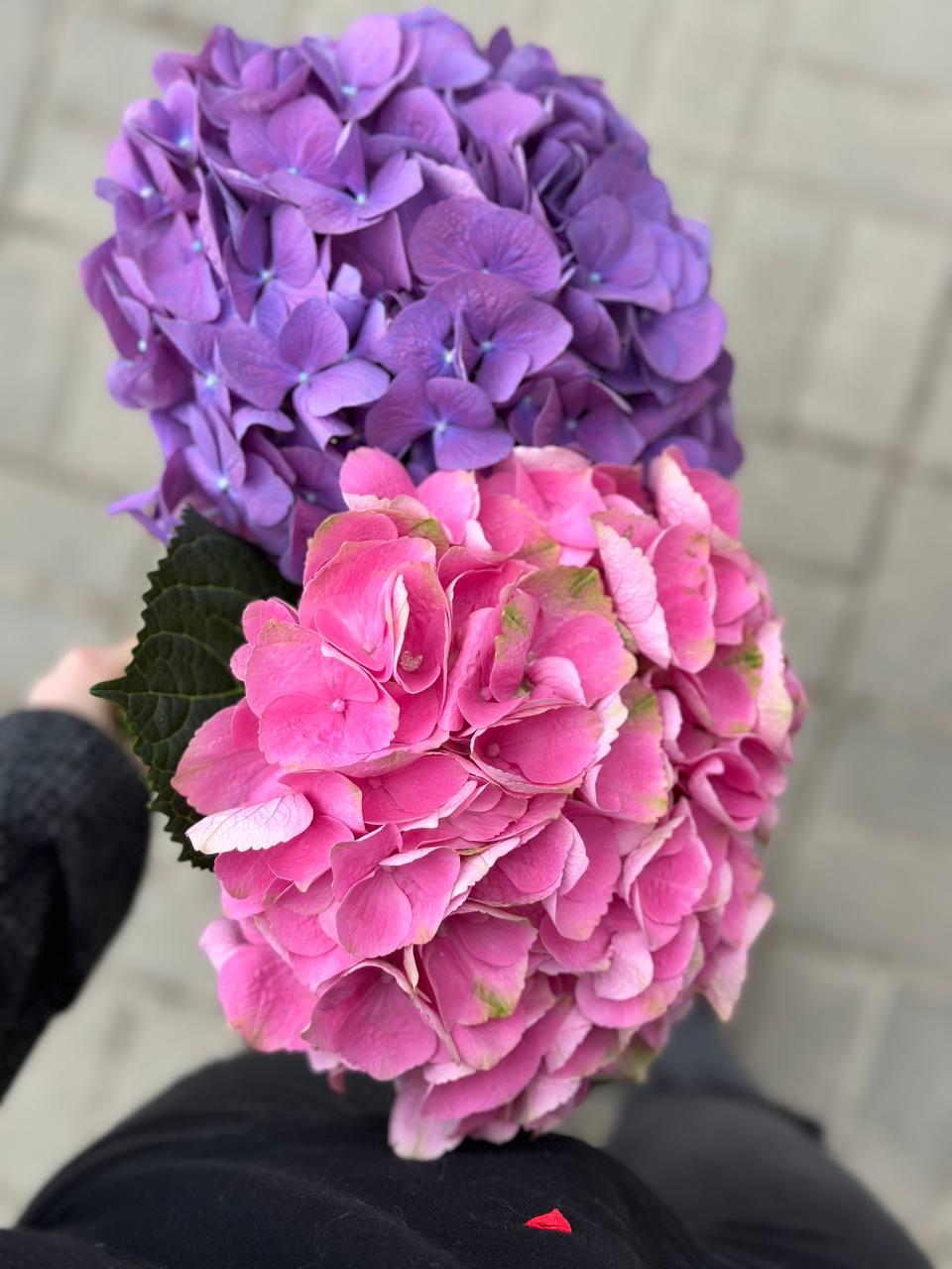 Hydrangea purple