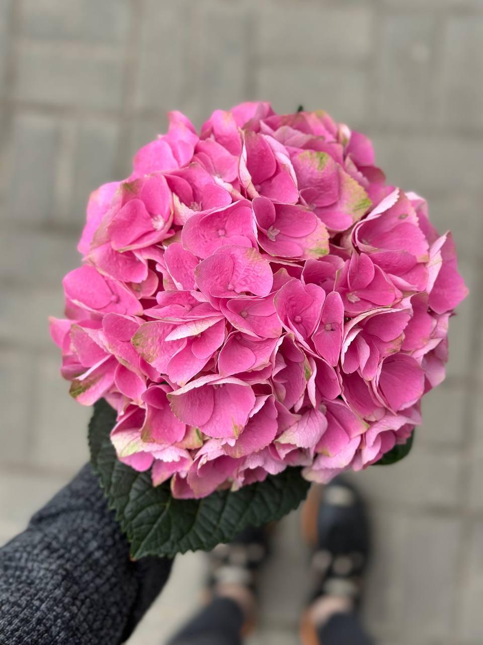 Hydrangea pink Meg Opal