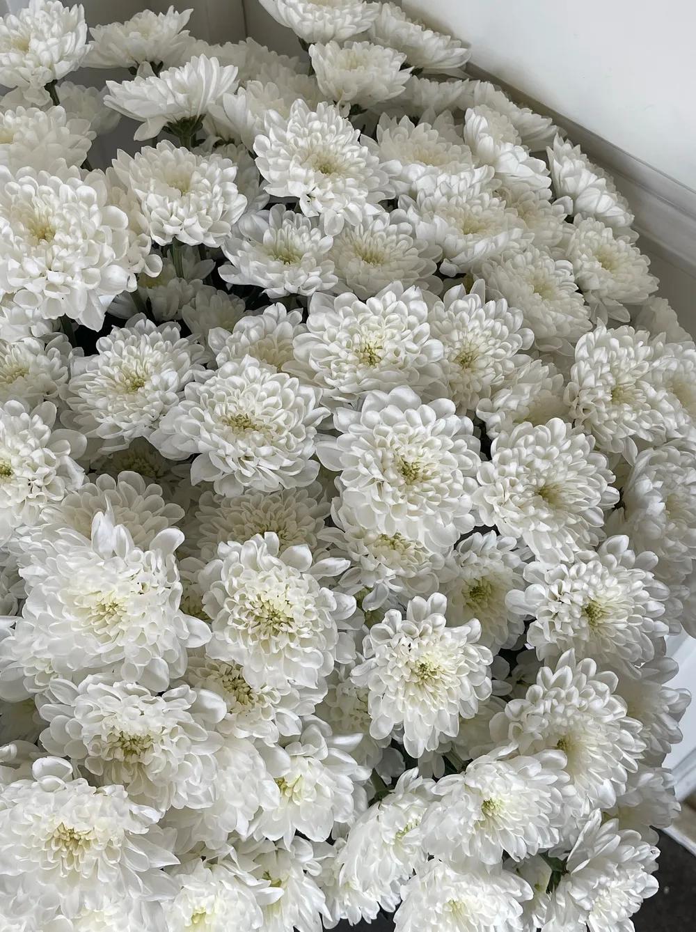 Кустовая хризантема Пина Колада (белая)