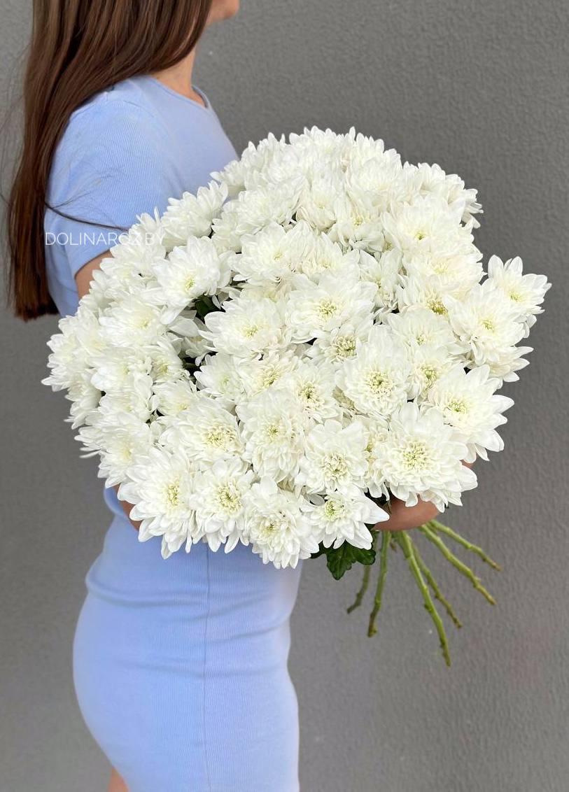 Кустовая хризантема Пина Колада (белая)
