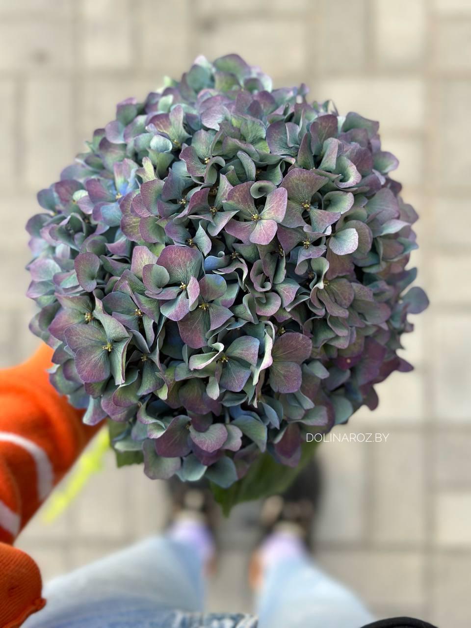 Hydrangea Pimpernel