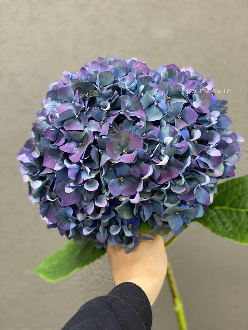 Hydrangea Pimpernel