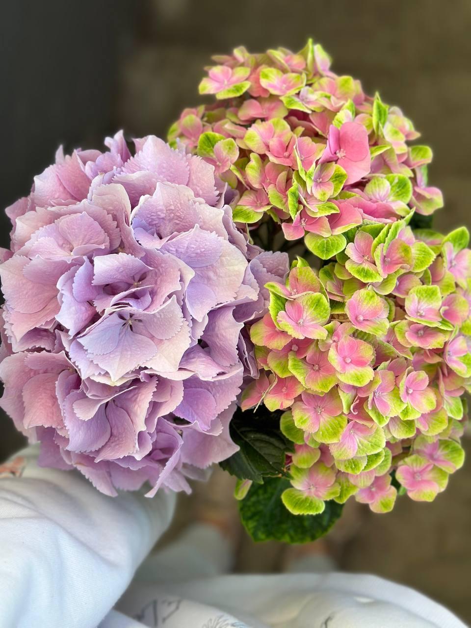 Hydrangea pink Meg Opal