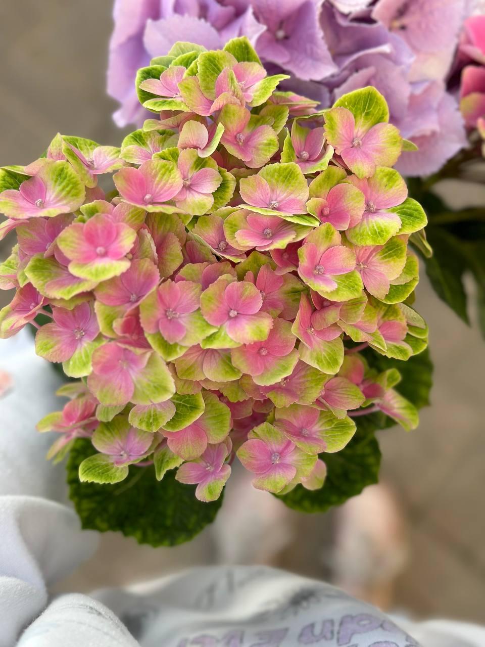 Hydrangea pink Meg Opal