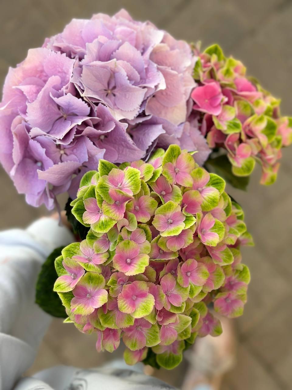 Hydrangea pink Meg Opal