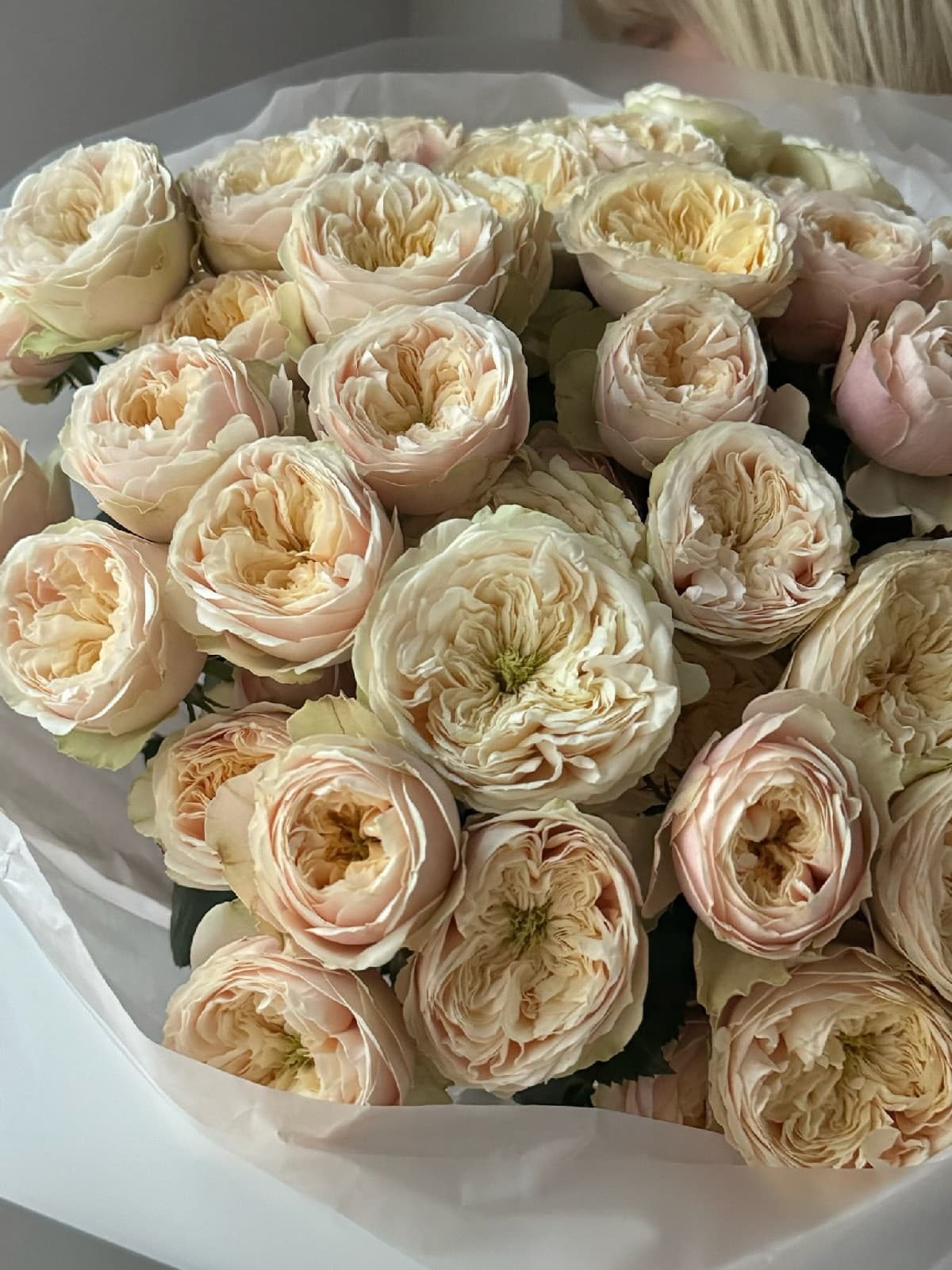 Кустовая пионовидная роза Дарлингтон (Darlington)