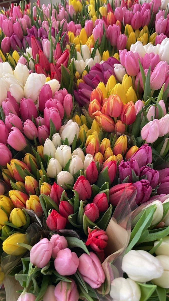 Тюльпан (опт от 150 шт)