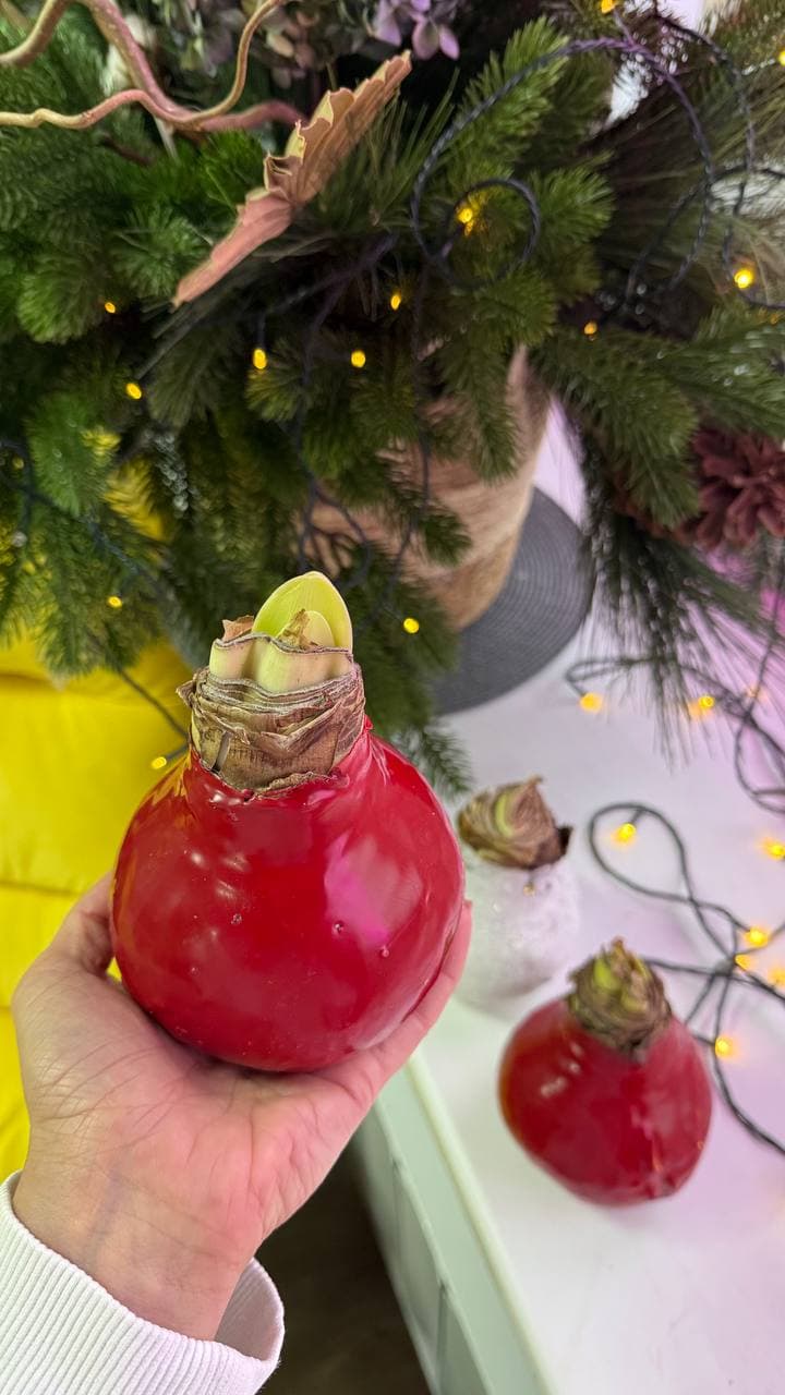 Амариллис в воске