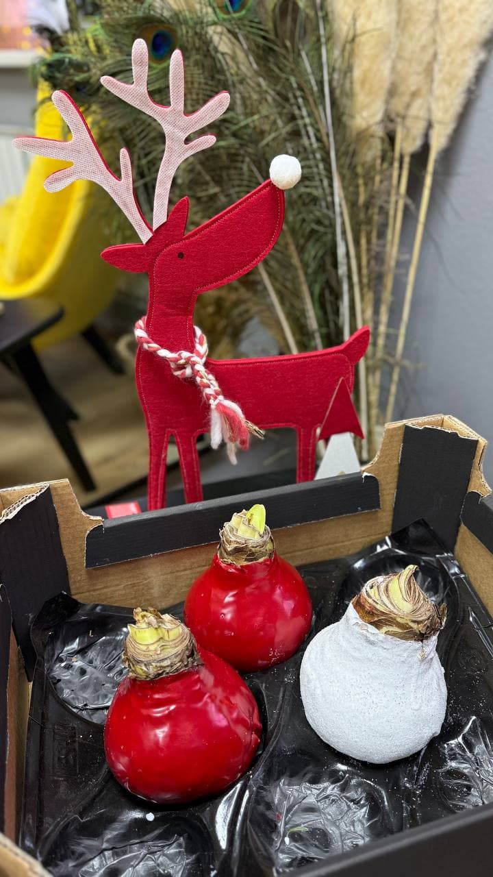 Амариллис в воске