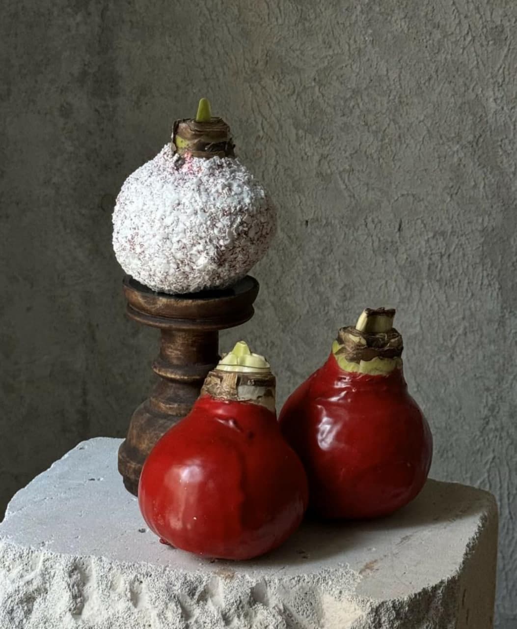 Амариллис в воске