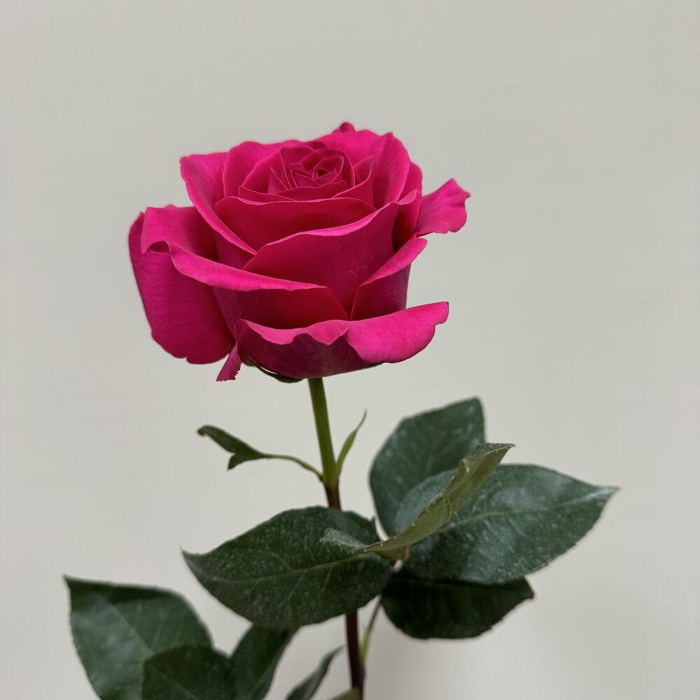 Роза Пинк Флойд (Pink Floyd) Эквадор