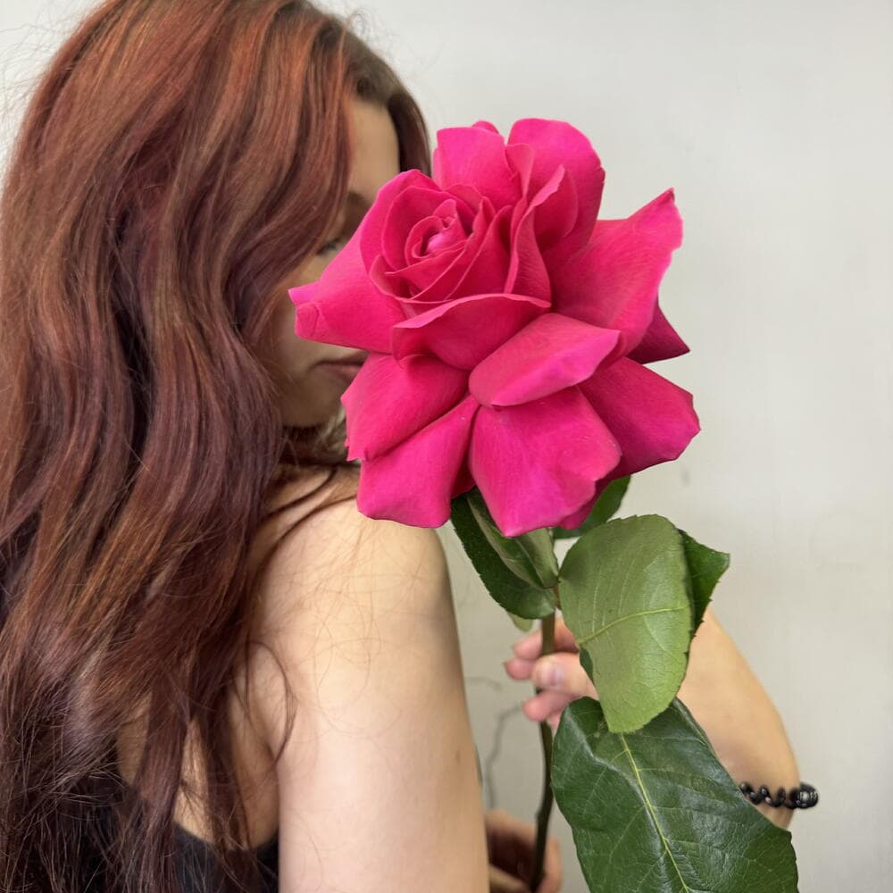 "Французская" роза (ярко-розовая)