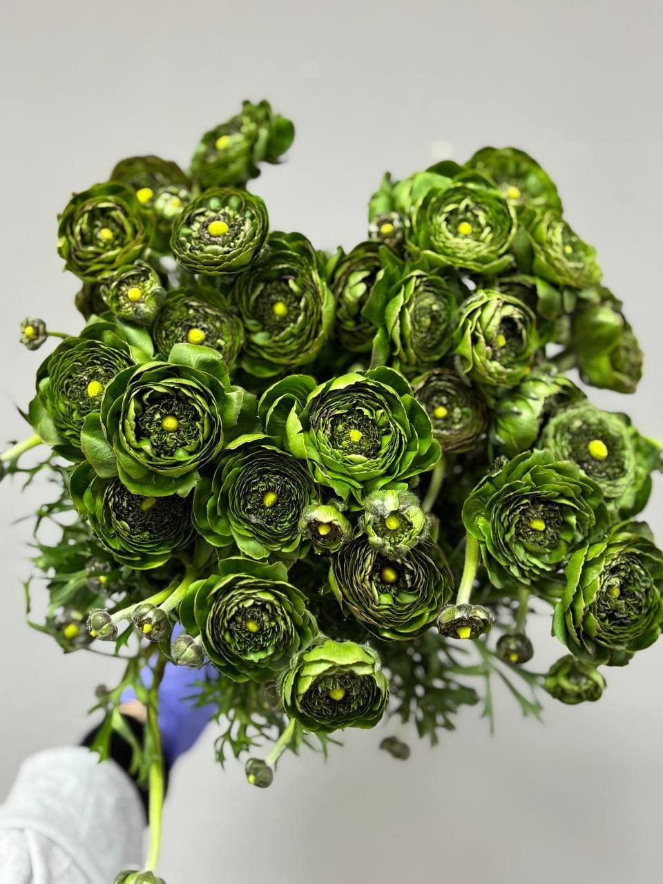 Ранункулюс зеленый