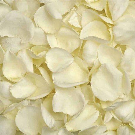 White rose petals
