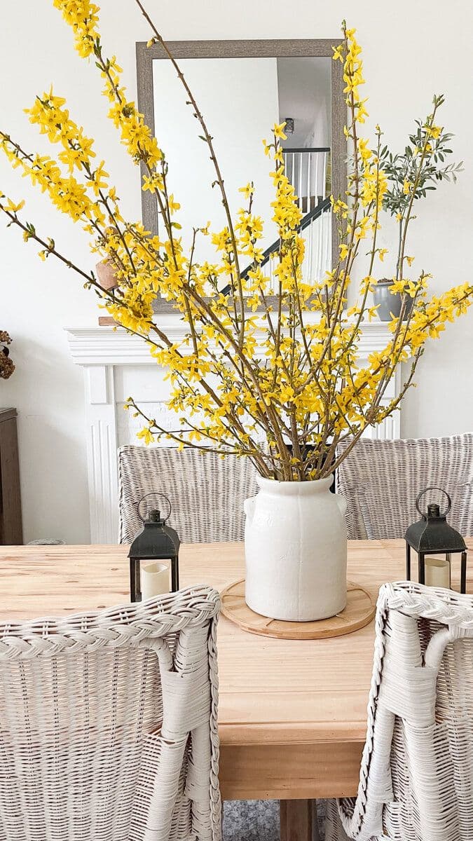 Forsythia