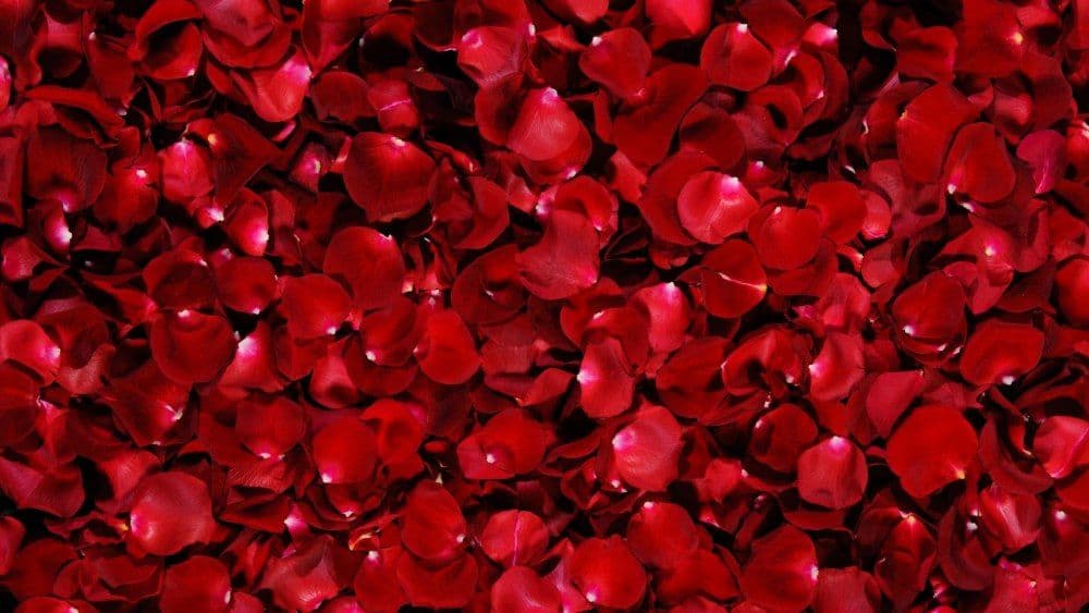 Red rose petals