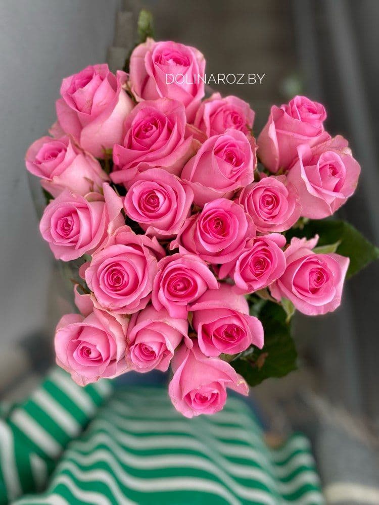 Rosa Revival (Revival) Kenya