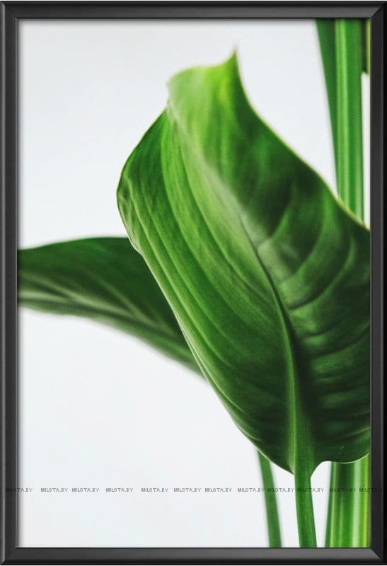 Poster "Palm leaf"