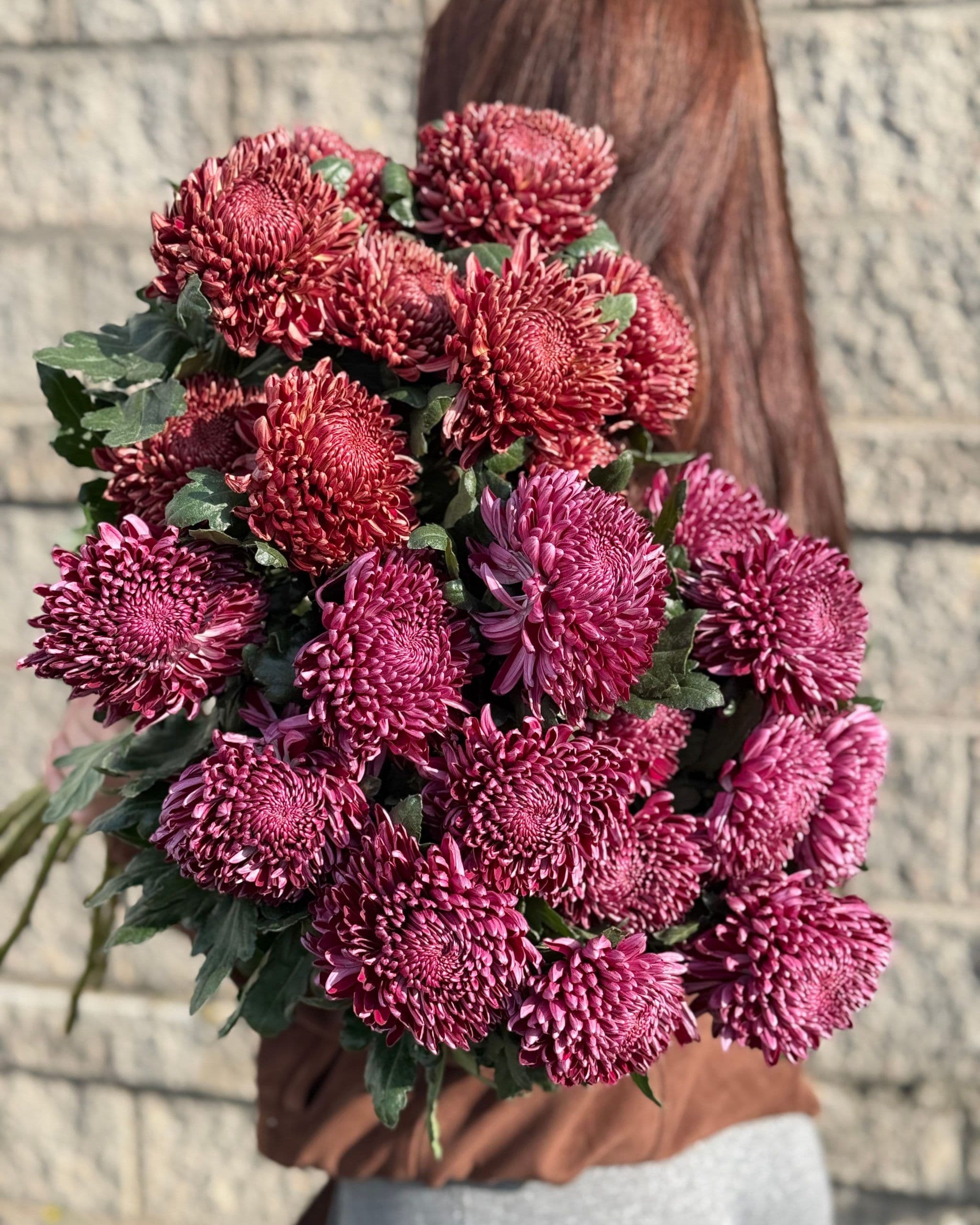 Chrysanthemum single-headed Curler Purple