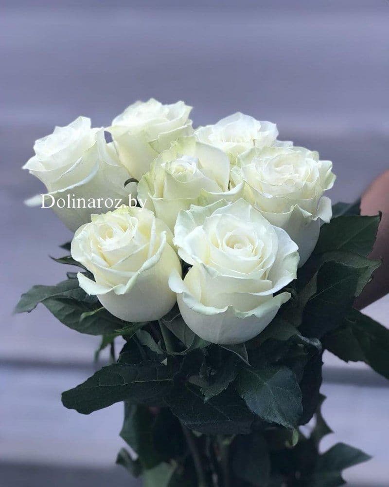 Rose Mondial (Mondial) Ecuador