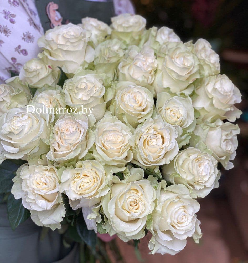 Rose Mondial (Mondial) Ecuador