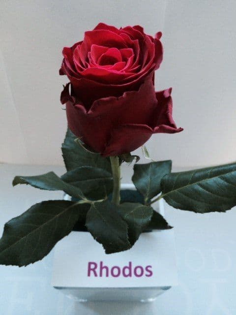 Роза Родос (Rhodos) Кения