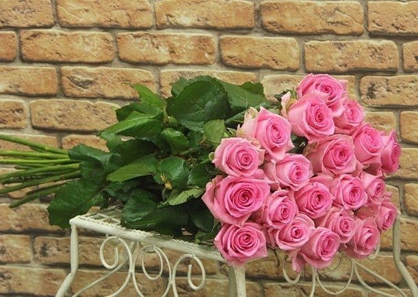 Rosa Revival (Revival) Kenya