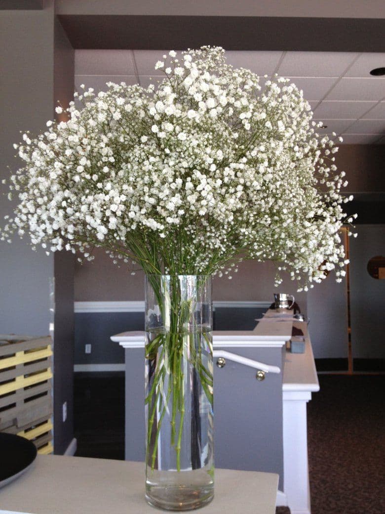 Gypsophila white