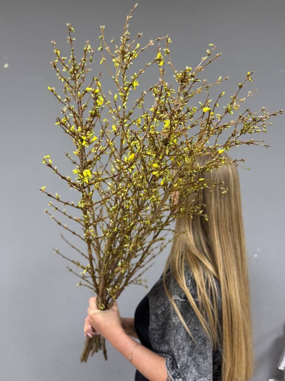 Forsythia