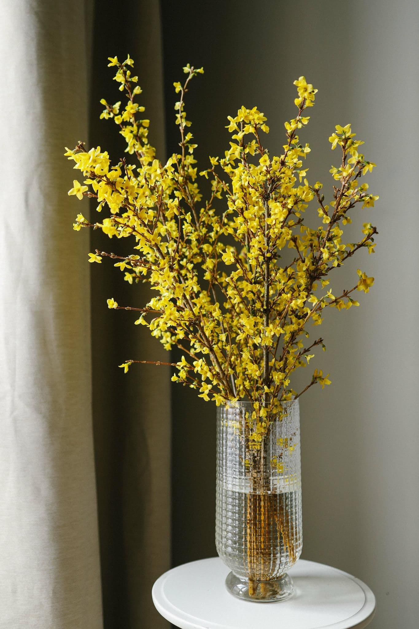 Forsythia