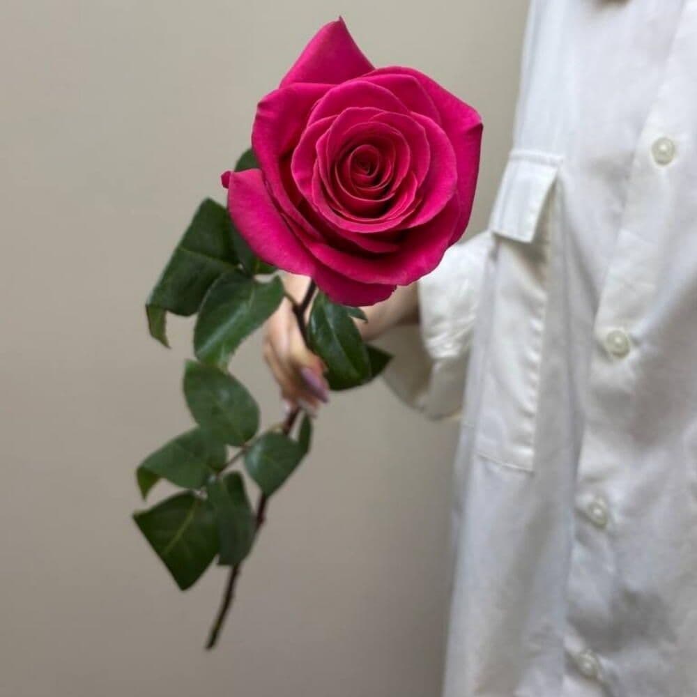Pink Floyd's Rose (Ecuador)