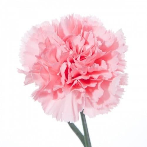 Pink carnation (dianthus)