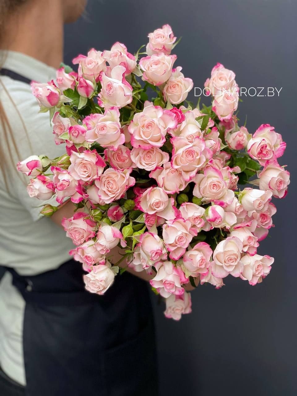 Shrub rose Reflex