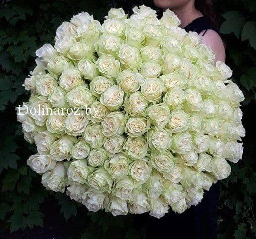 Rose Mondial (Mondial) Ecuador